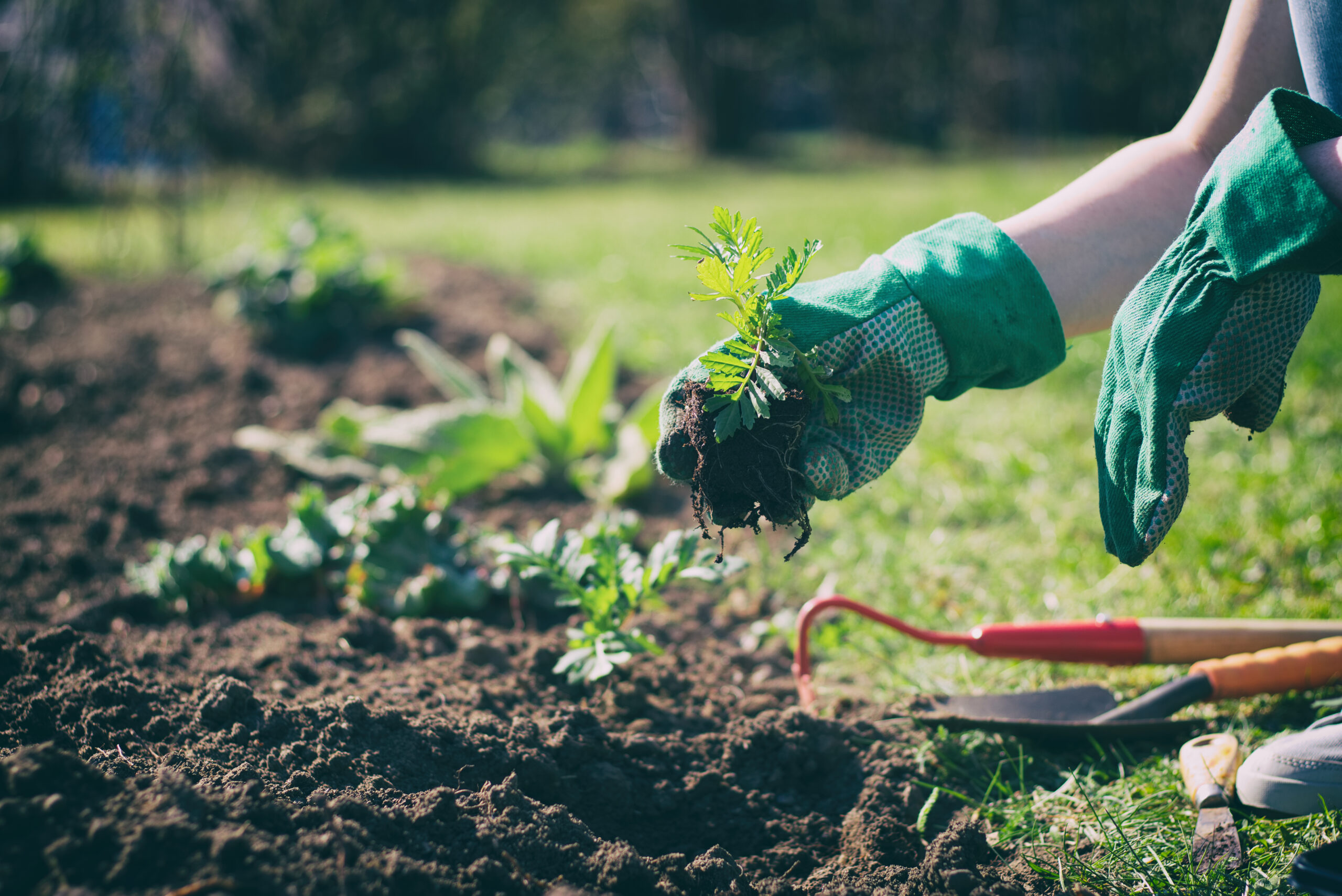 Gartenbau bei Depressionen und Angststörungen